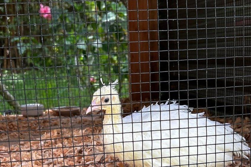 A white bird with a yellow head inside a wire enclosure. 4