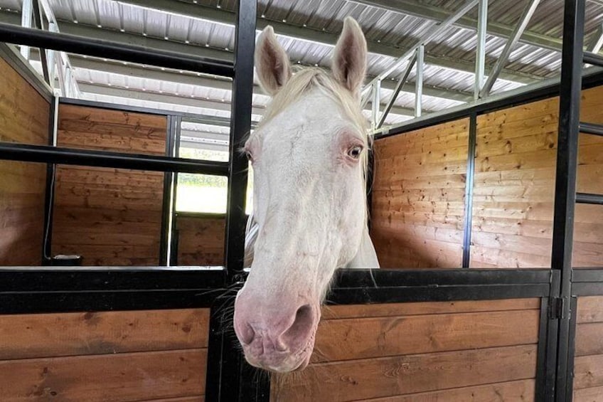 Ranch Tour & Animal Encounters 3
