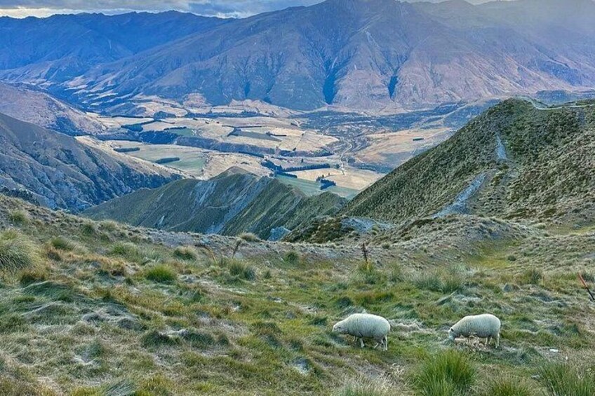 Christchurch To Akaroa Dolphins Day Tour(Including Ticket) 2