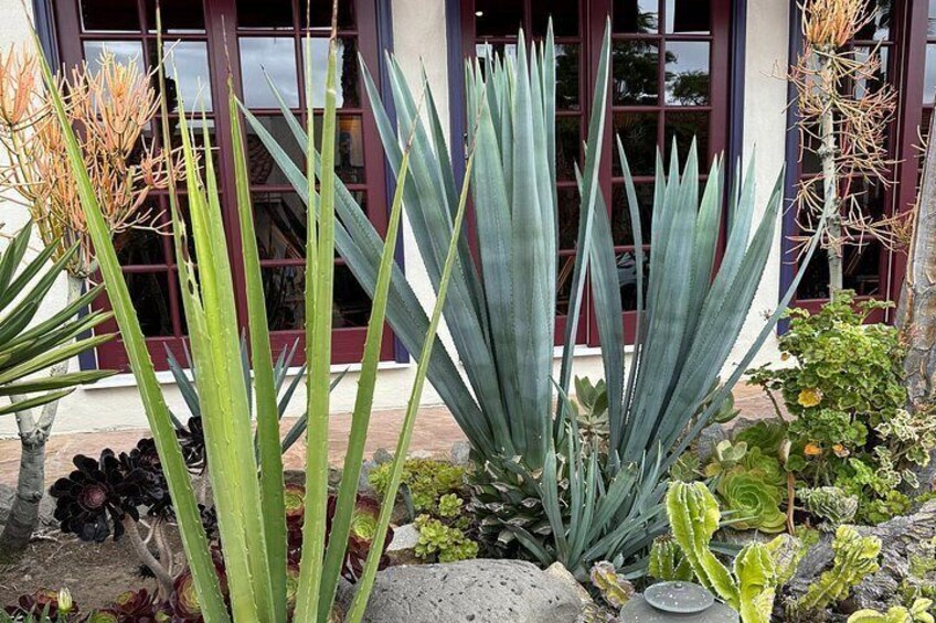 Agaves growing in Old Town San Diego 5