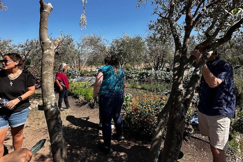 Farm to Table Cooking Experience in San Miguel 4