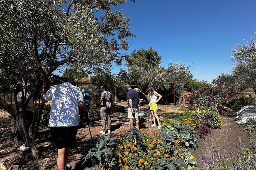 Farm to Table Cooking Experience in San Miguel 1