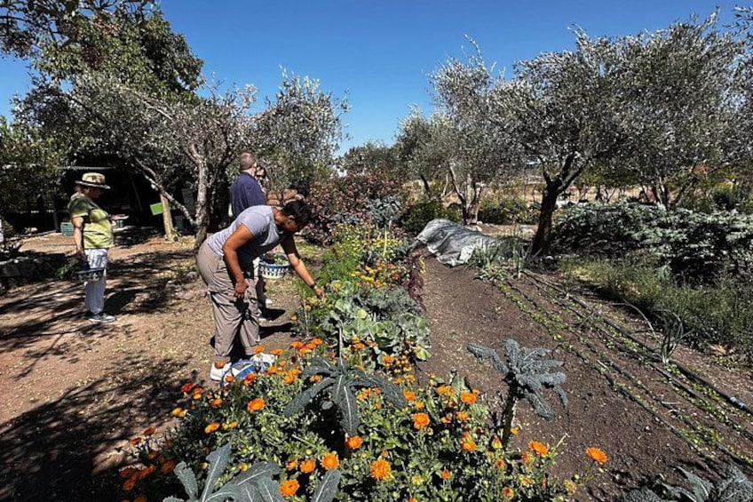 Farm to Table Cooking Experience in San Miguel 5