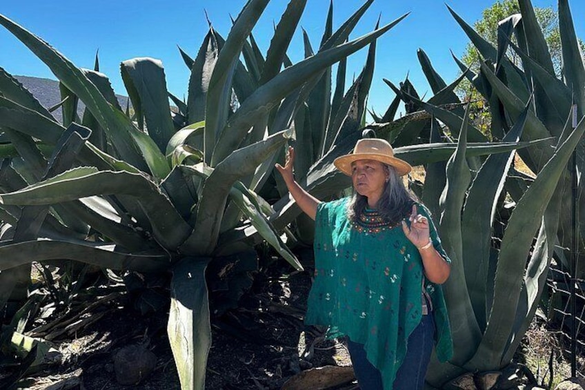 Farm to Table Cooking Experience in San Miguel 4
