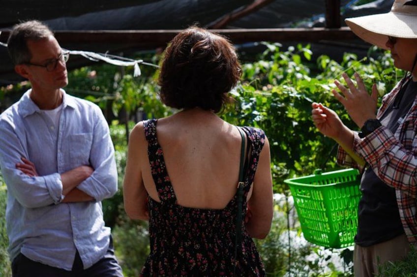 Farm to Table Cooking Experience in San Miguel 2