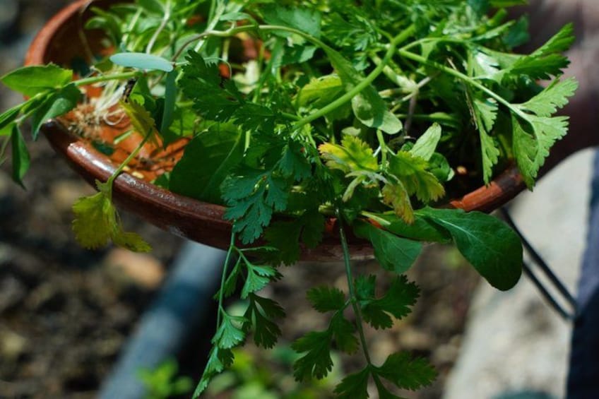 Farm to Table Cooking Experience in San Miguel 3