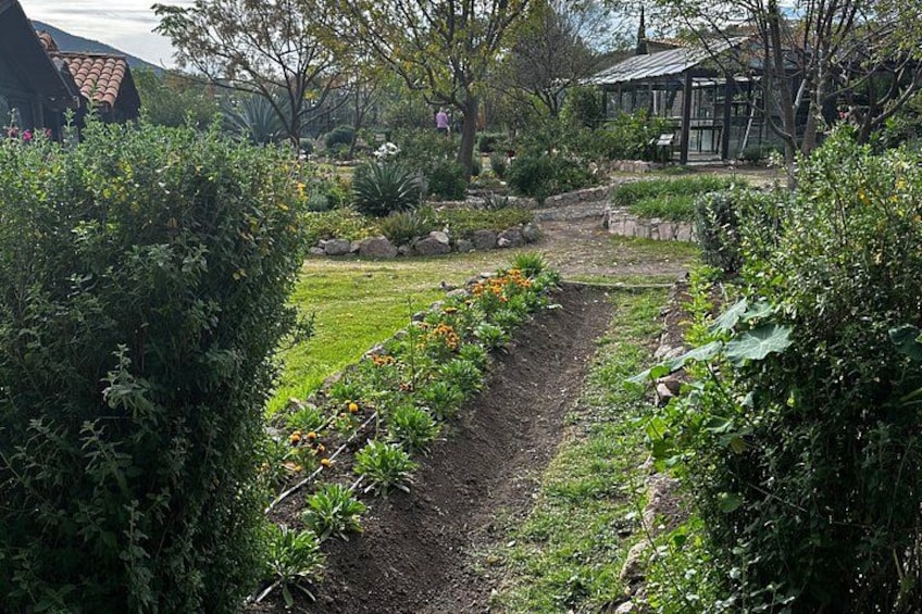 Farm to Table Cooking Experience in San Miguel 3