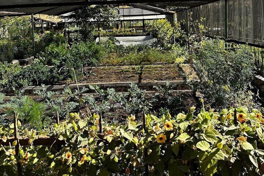 Farm to Table Cooking Experience in San Miguel 2