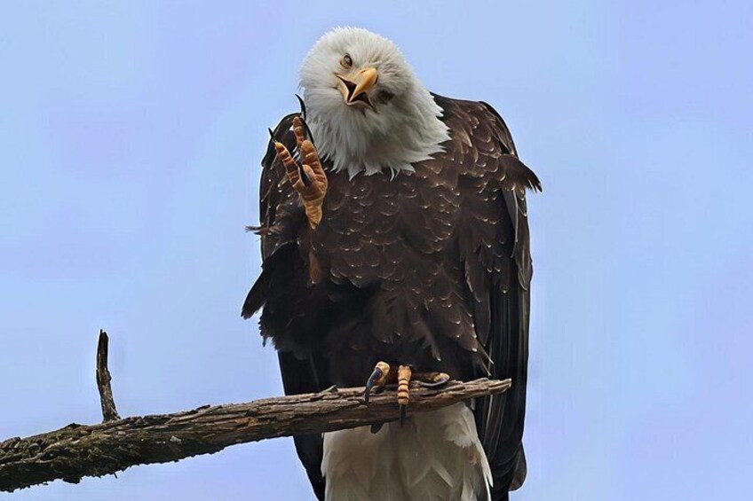 Un águila calva posada en una rama, con un cielo azul despejado al fondo. 4