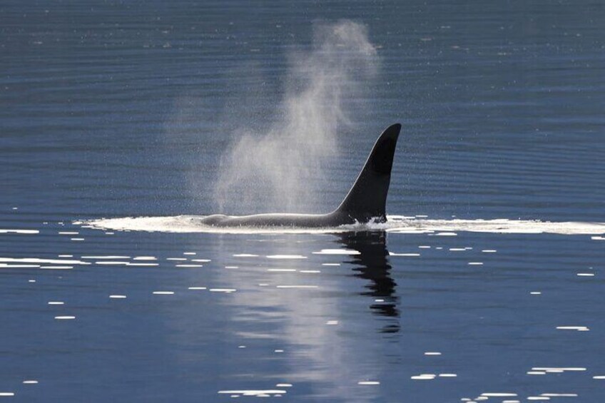 La cola de una ballena emergiendo del agua. 1