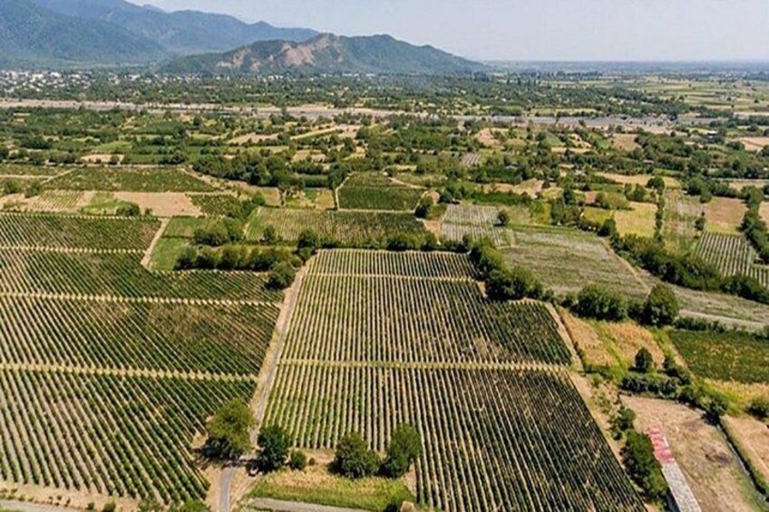 From Tbilisi Sighnaghi Bodbe Monastery and Kindzmarauli Winery 4