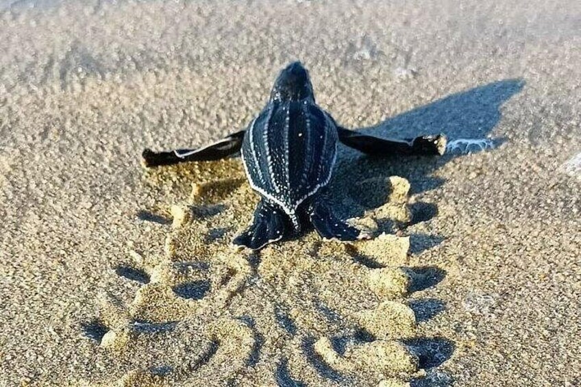 A turtle on a sandy beach with its tracks visible. 5