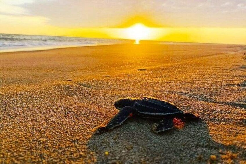 From Huatulco : Turtle release on Escobilla beach 1