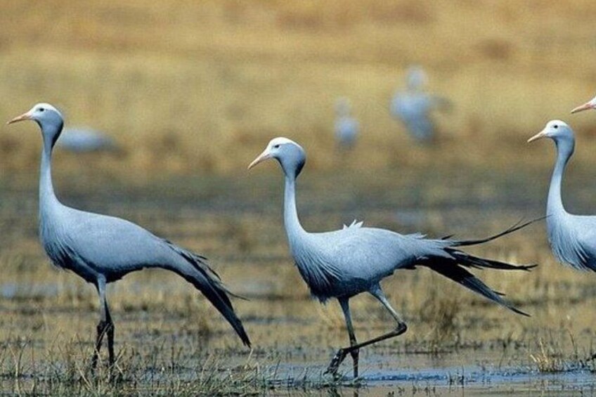 Three birds walking in a wetland area. 5