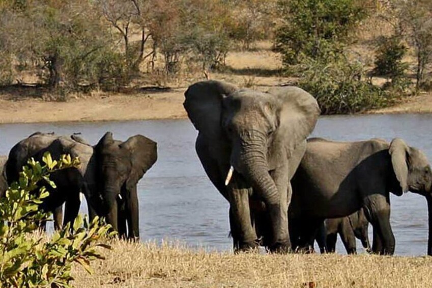 Elephants by a water body in a natural setting. 2