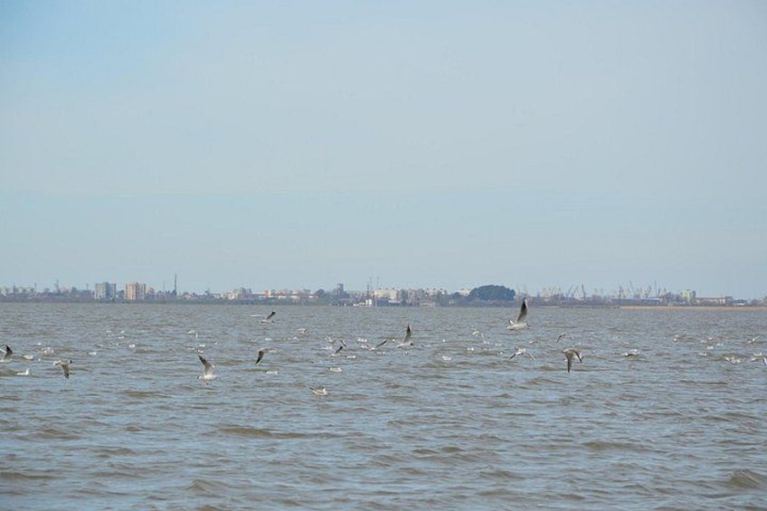 Un cuerpo de agua con aves volando y un horizonte urbano lejano. 2