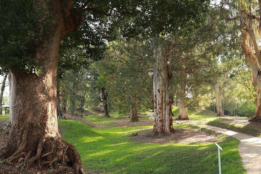 Un parque con árboles grandes, una zona verde y un sendero para caminar. 4