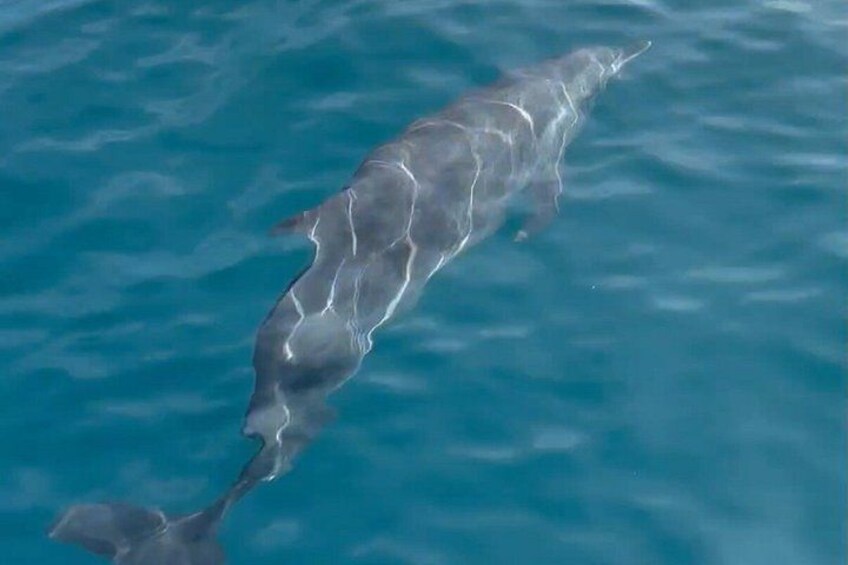 Un dauphin nageant dans une eau bleue et limpide. 5