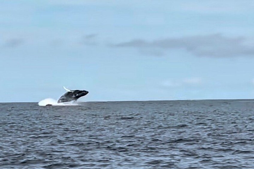 Une baleine surgissant à la surface de l’océan. 4