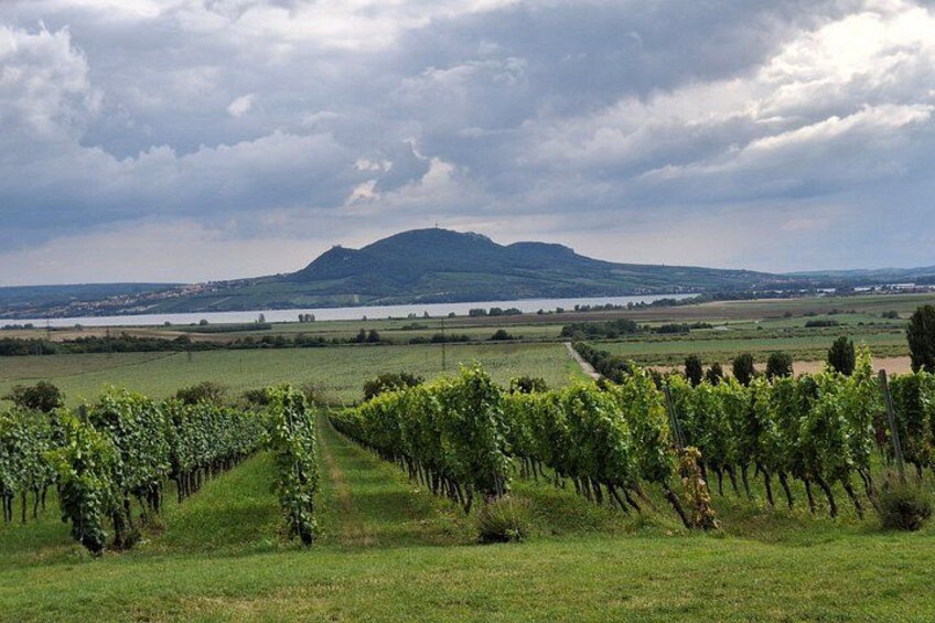 You can stroll through vineyards where grapevines have grown since the 13th century. 2