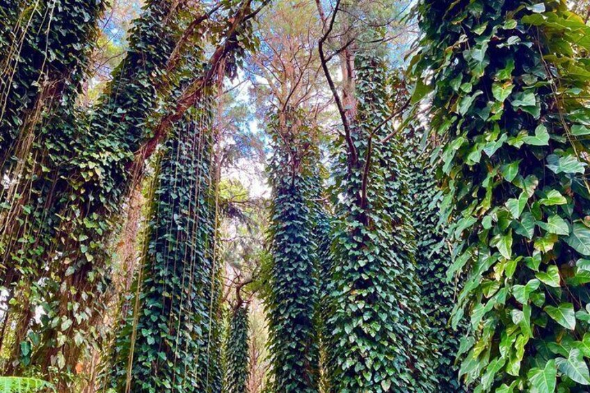 Guided Tropical Forest Therapy Walk in Mauritius 3