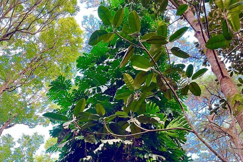 Guided Tropical Forest Therapy Walk in Mauritius 3