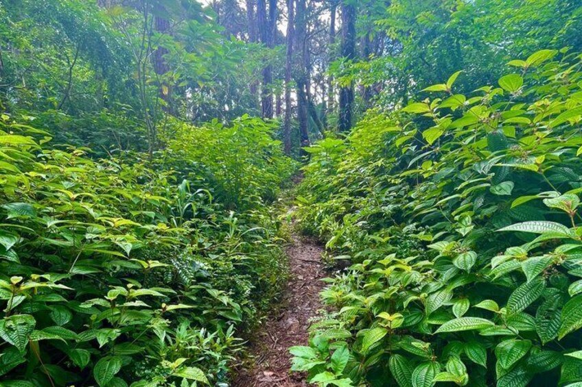 Guided Tropical Forest Therapy Walk in Mauritius 2