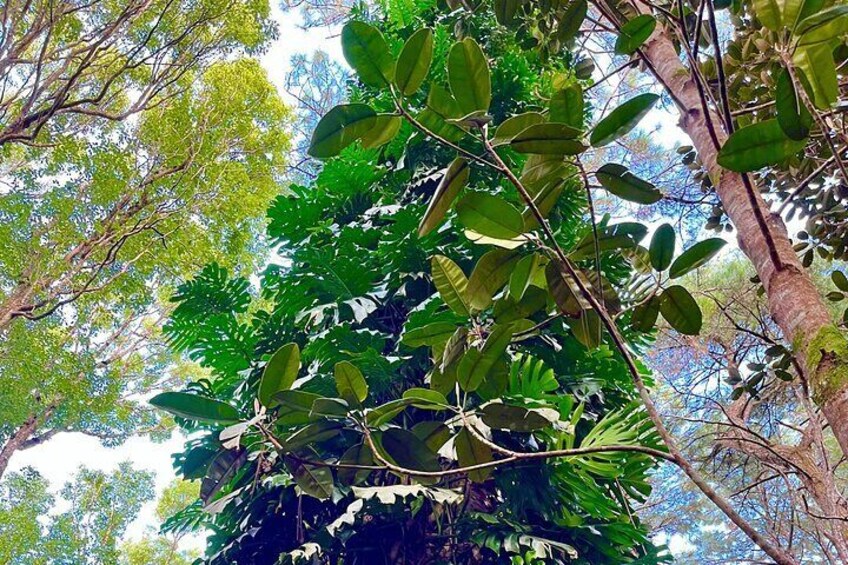 Un bosque frondoso con numerosos árboles y ramas verdes. 5