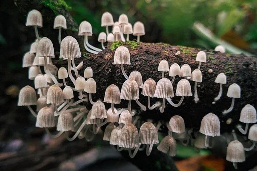 A striking array of shapes, textures, and colors reveals the astonishing diversity of fungi that live in the heart of the cloud forest. 5