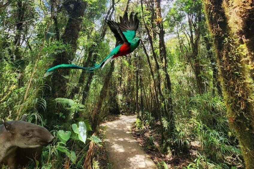A forest path with a bird in flight and a large animal on the ground. 1