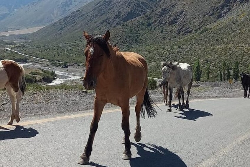 Horseback Riding in Santiago with Andes Views and Hotel Pickup 2