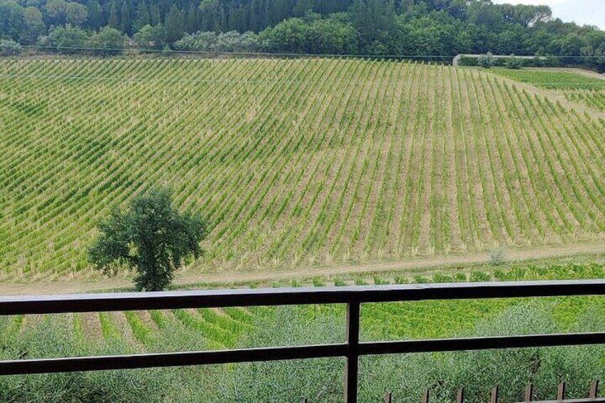 A vineyard with rows of grapevines. 3