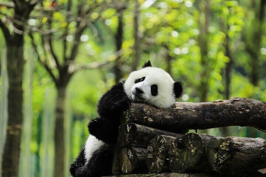 Chengdu 10-Hour Private Customized City Tour 5