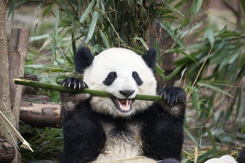Chengdu 10-Hour Private Customized City Tour:Includ Panda Base 1
