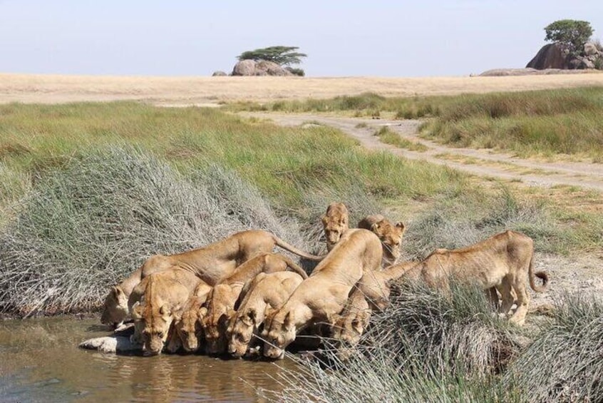 Un grupo de leones bebiendo agua en la orilla de un río en un paisaje de sabana. 2