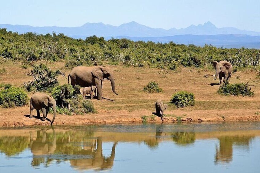 Elefantes cerca de una masa de agua con montañas al fondo. 4