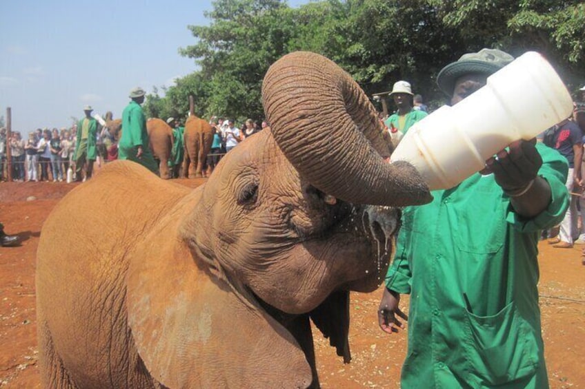 Un elefante bebiendo leche de un recipiente que sostiene una persona. 1