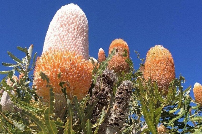 Un champ de grandes fleurs cylindriques aux couleurs dégradées, allant du blanc à l’orange, se dressant sur un ciel bleu clair. 2