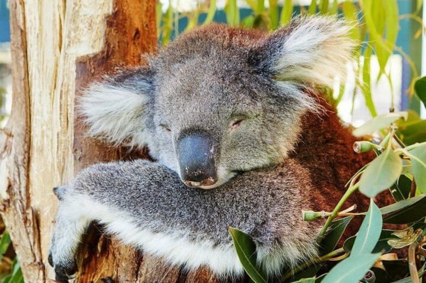 Un koala descansando en una rama de árbol. 2