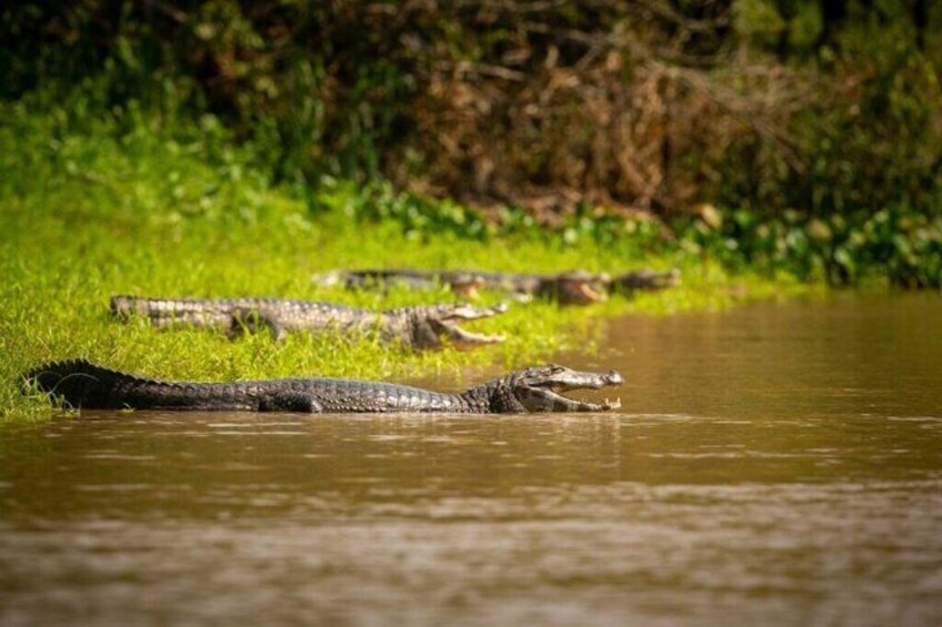 Un cocodrilo en el agua, con una orilla cubierta de hierba al fondo. 1