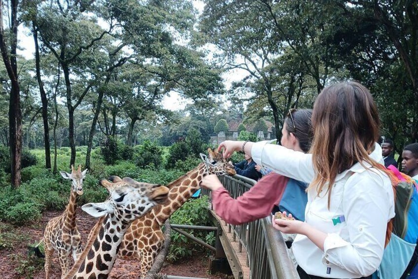 A group of people feeding giraffes at a zoo enclosure. 2