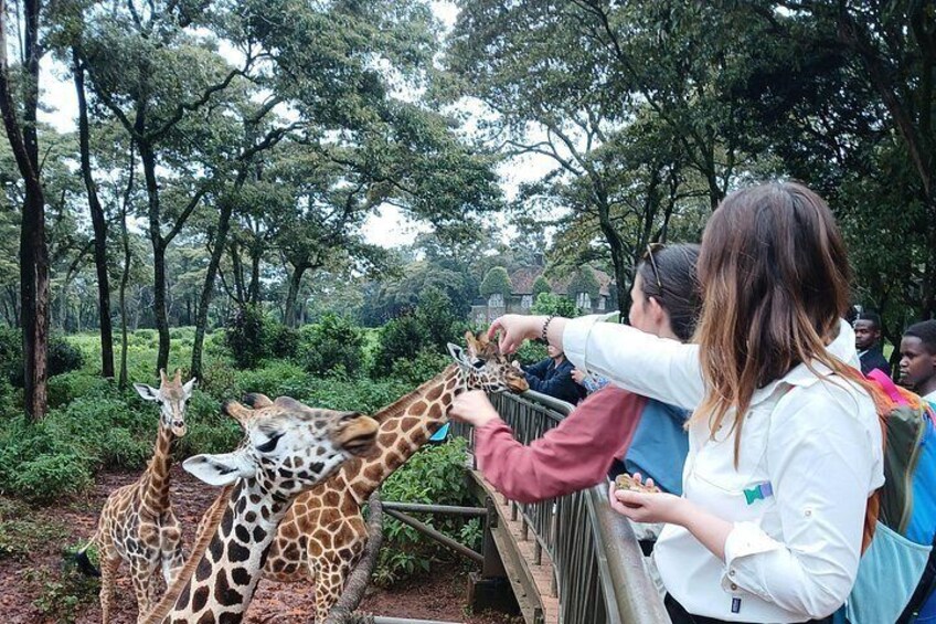 A person feeding giraffes at a zoo enclosure. 5
