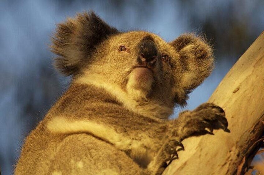 A koala clinging to a tree branch. 2