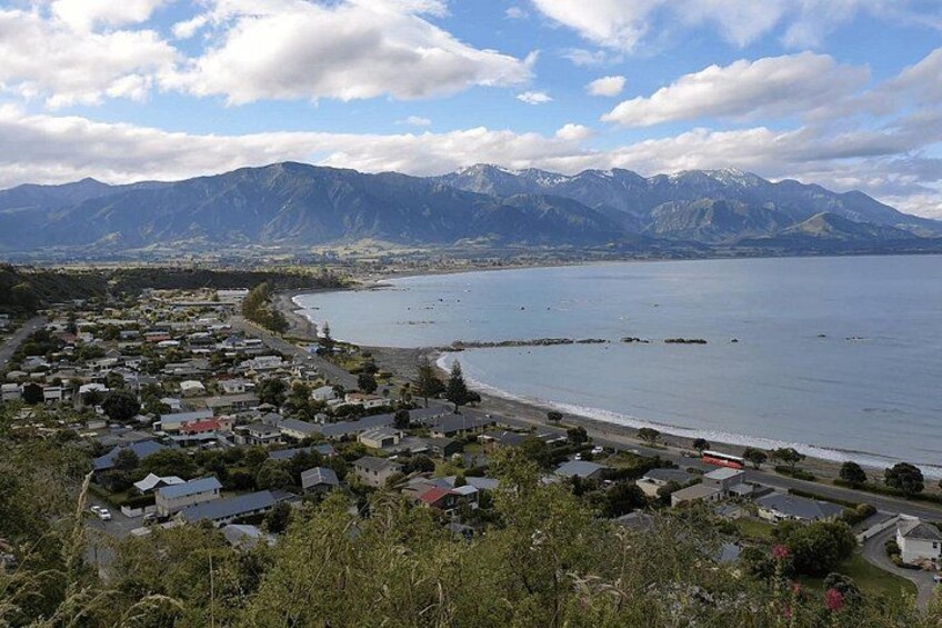 Christchurch To Kaikoura Whale Watch Tour (Including Ticket) 4