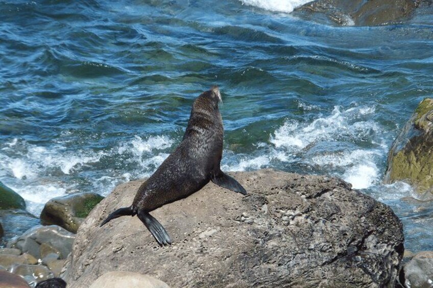 Een zeehond op een rots aan de oceaan. 5