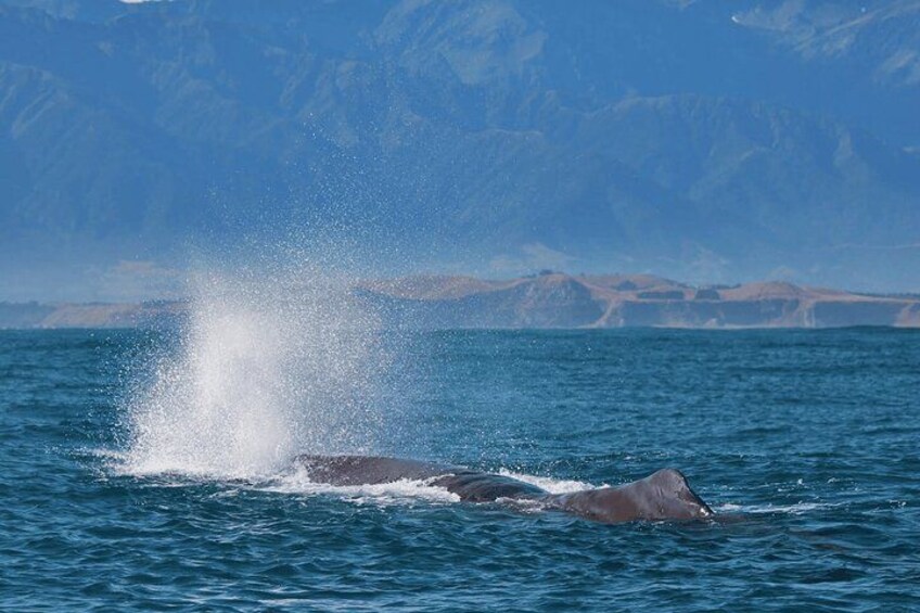 Een walvis springt uit de oceaan, met een fontein van water. 3