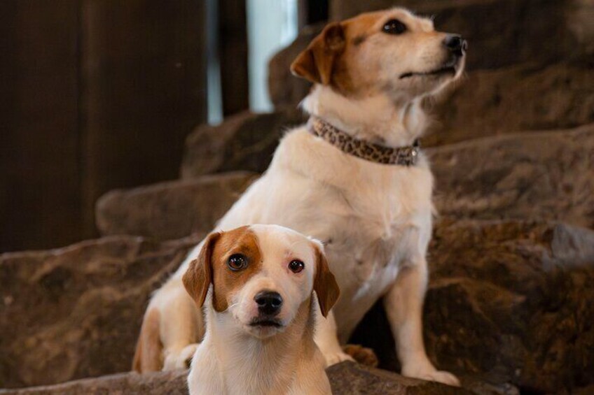 Two dogs sitting on a stone staircase. 4