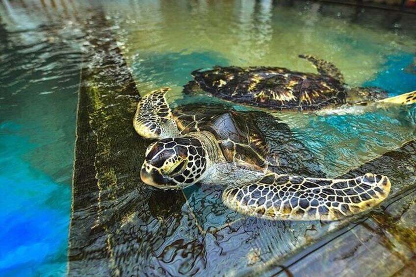 Una tortuga marina nadando en una piscina cristalina. 1