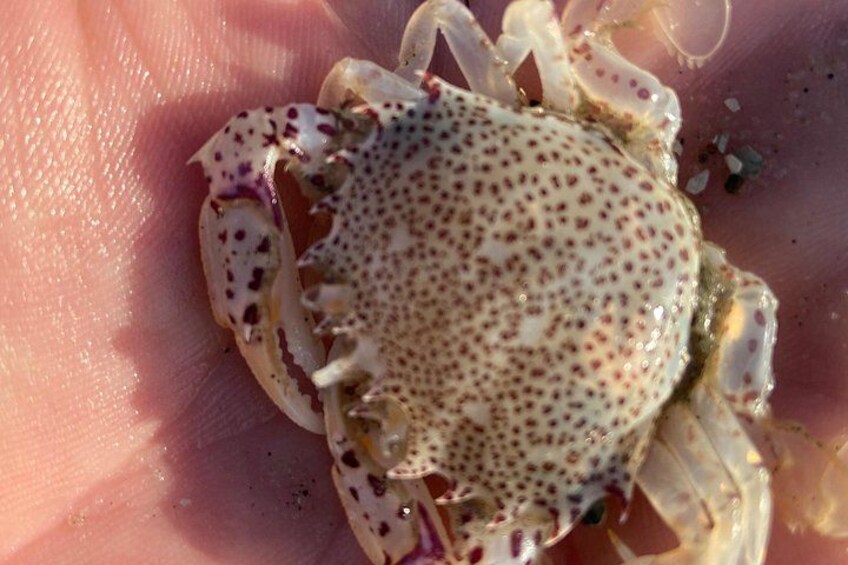 Lady crab 5