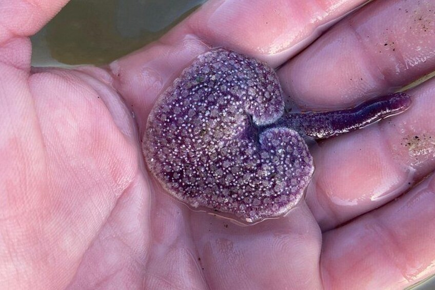 Sea pansy 4